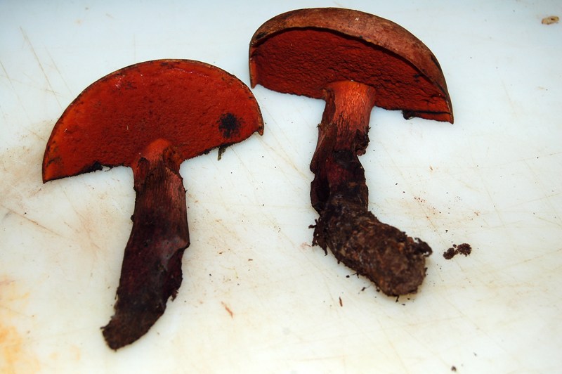 Boletus da determinare.